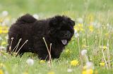 CHOW CHOW 479